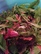 Cactus and Pine Nut Salad w/CRanberry Vin.